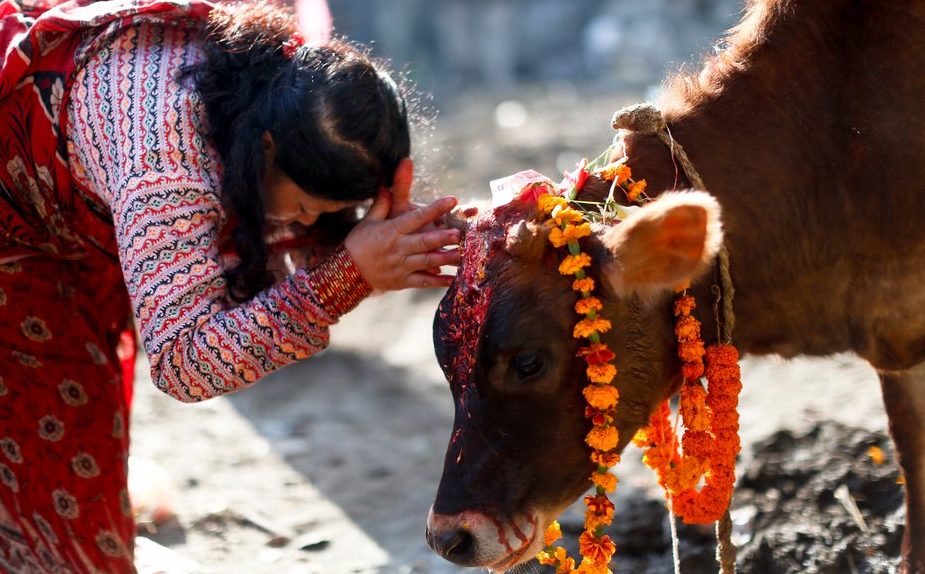 Ram Rajya: Cows Get Aadhar Card, What is Next? Passports, Visa and Bank Accounts?