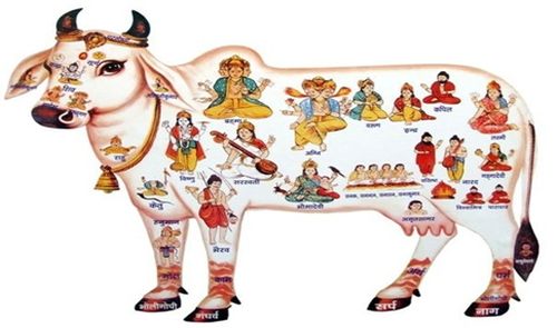 Why Brahmins Started Worshipping the Cow and Stop Eating Beef? – What Dr Ambedkar Said